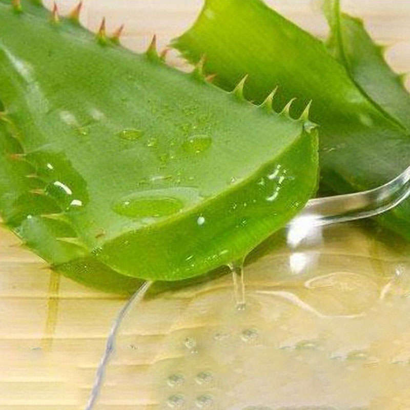 Egrow 100 PCS Aloe Vera Seeds Beauty Plant Edible Bonsai Plants Vegetables And