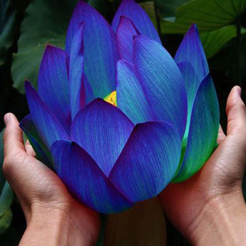10Pcs Flower Seeds Blue Lotus Seeds Aquatic Plants Water Lily Plants Midnight B