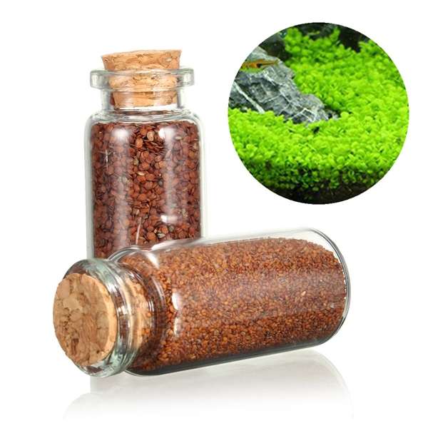 Plant Seed Aquarium Fish Tank Plants Prospects Grass Seed Grass Landscaping Dec