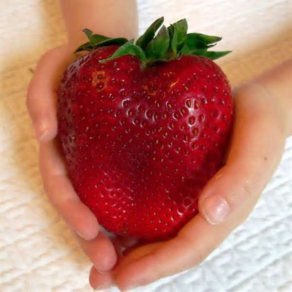 Egrow 100Pcs Giant Red Strawberry Seeds Heirloom Super Japan Strawberry Garden