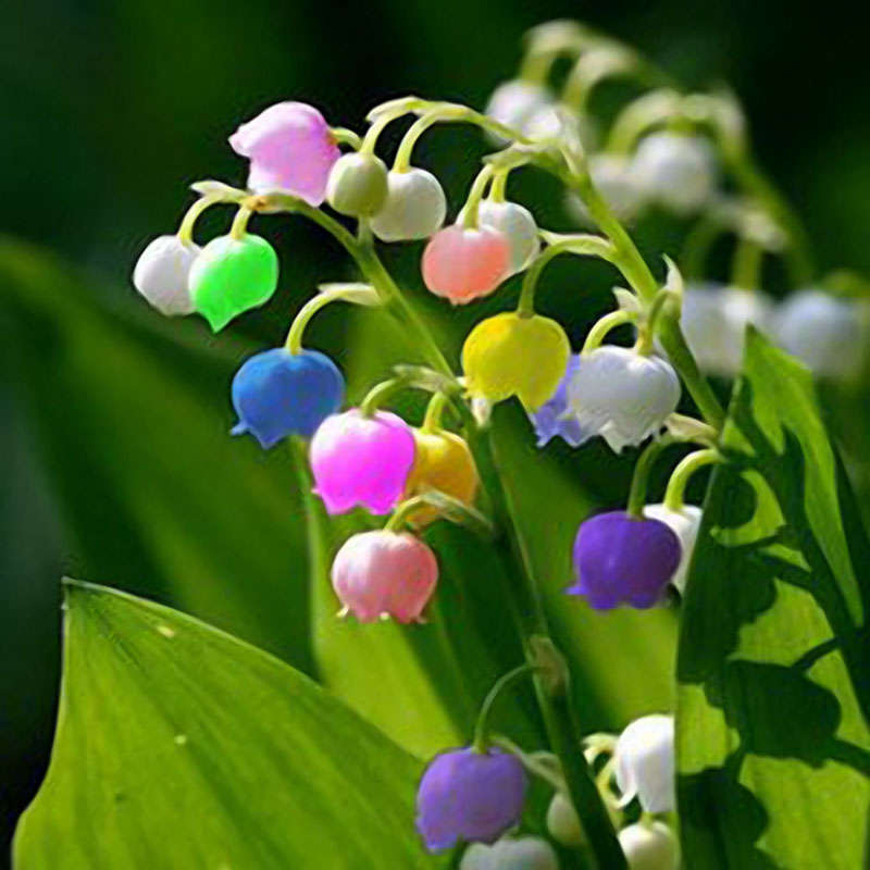 Egrow 50 PCS Rare Lily of Valley Flower Seeds Colored Rainbow Bell Orchid Seed