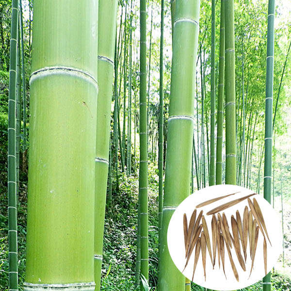 Egrow 100pcs Garden Evergreen Arbor Moso Bamboo Seeds Courtyard Phyllostachys P