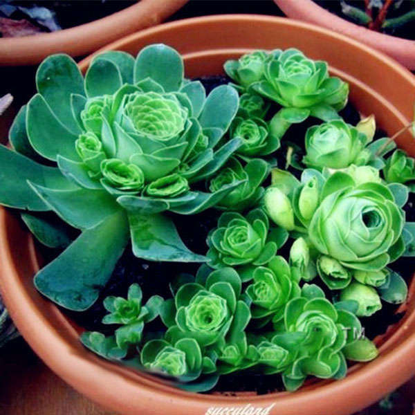 Egrow 100Pcs/Pack Greenovia Flowers Seeds Green Mountain Rose Succulent Plants