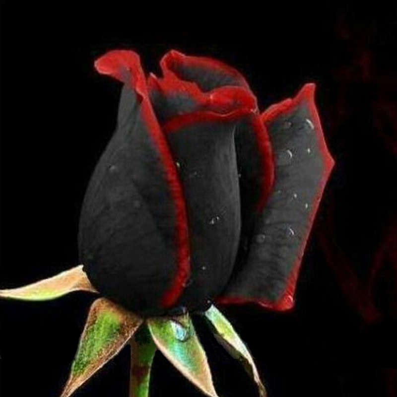 Egrow 100Pcs Black Rose Seeds Flower With Red Edge Rare Rose Garden Bonsai Seeds