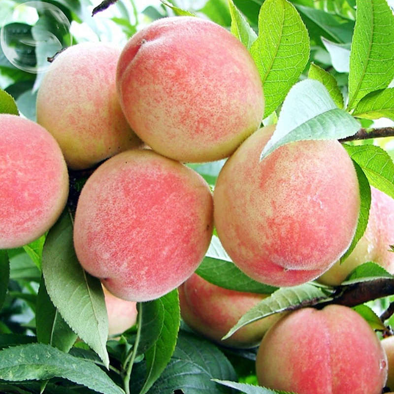 Egrow 5Pcs/Pack Peach Tree Seeds Garden Dwarf Bonanza Sweet Peaches Bonsai Frui