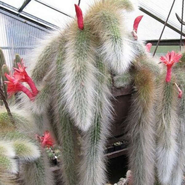 Egrow 20Pcs/Bag Succulent Plant Seeds Limited Sementes Cactus Hildewintera Cola