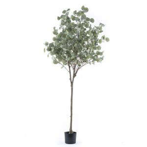 Eucalyptus Tree 1.6m H