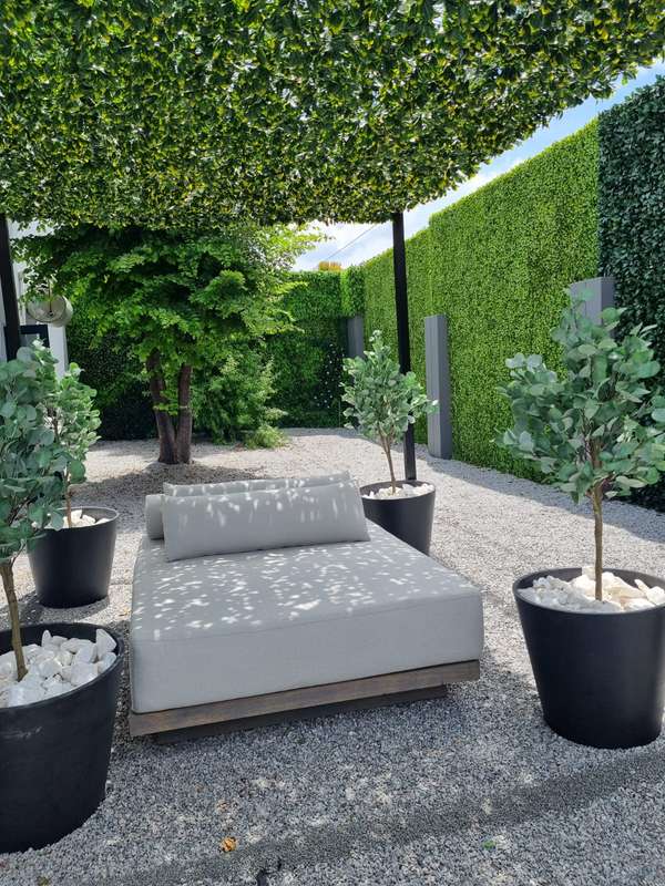Eucalyptus Tree 1.6m H