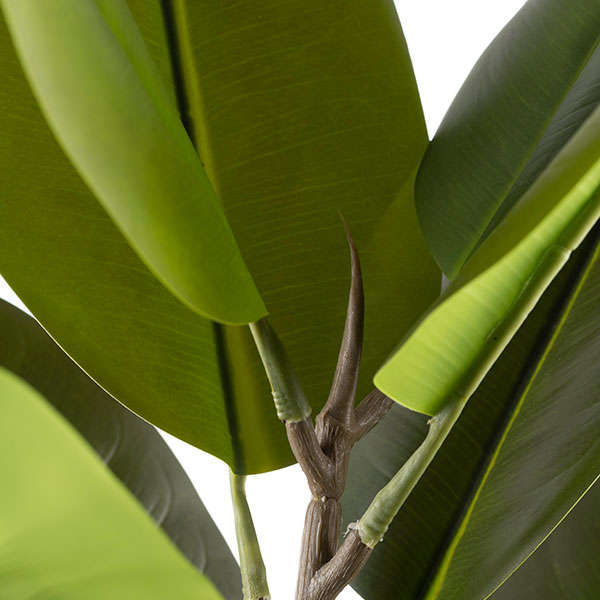 Ficus Elastica 1000mm H