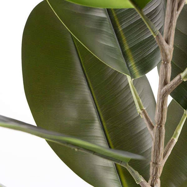 Ficus Elastica 1000mm H