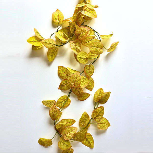 Lily Vine
