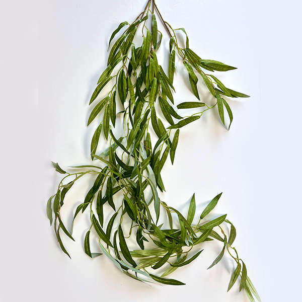 Cypress Vine