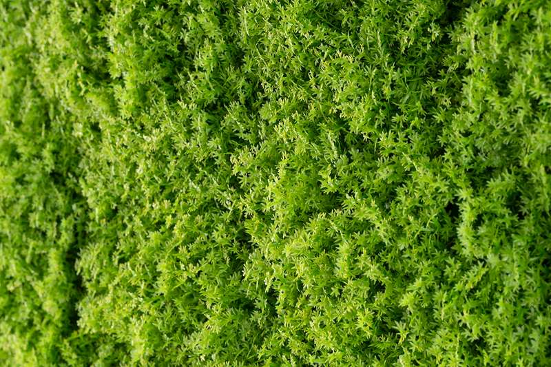 Moss Panel 1 m x 1 m