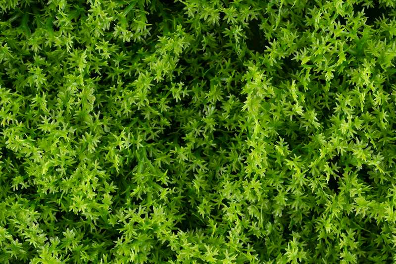 Moss Panel 1 m x 1 m
