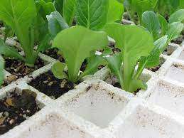200 square holes Agriculture Polystyrene seedling trays (set of 3)