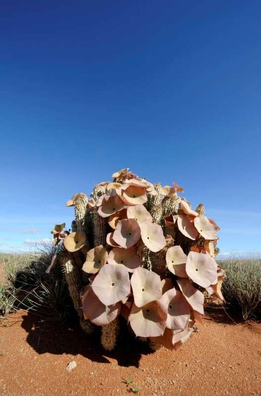 Hoodia Gordonii - Benefits of Bushman's Hat (UPDATE: Jul ...