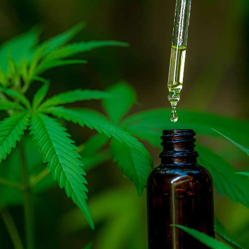 Hemp Seed Essential Oil - 50ml