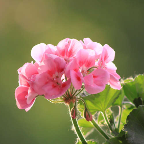Rose Geranium Essential Oil - 10ml