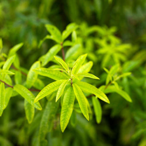 Lemon Verbena Essential Oil - 10ml