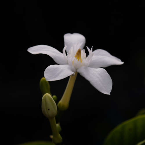 Jasmine Fleur Fragrance Oil - 50ml