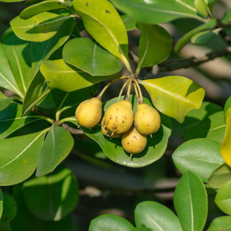 Marula Fragrance Oil - 50ml