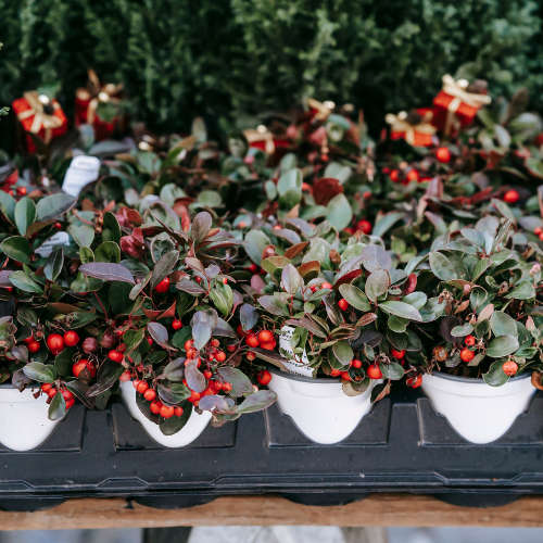 Wintergreen Essential Oil - 10ml