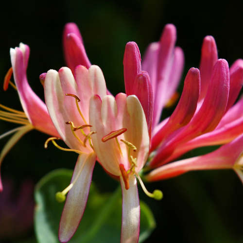 Honeysuckle Fragrance Oil - 500ml