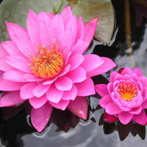 Lotus Fragrance Oil - 50ml