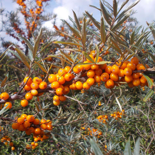 Seabuckthorn Essential Oil - 10ml