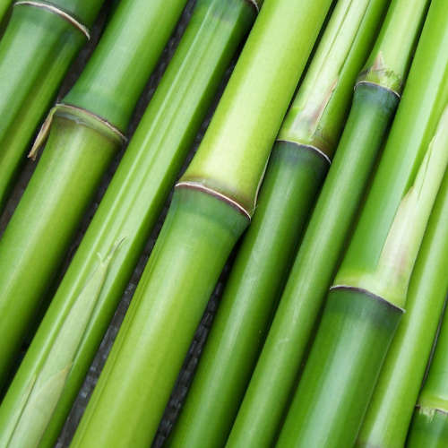 Actipone Bamboo Extract - 50ml