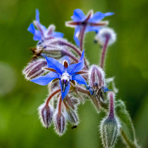 Borage Oil - 500ml