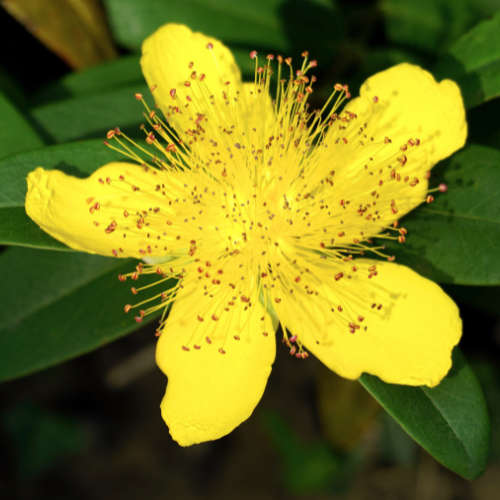 St Johns Wort Extract - 100ml