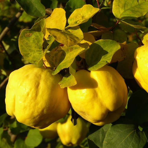 Quince Fragrance Oil - 10ml