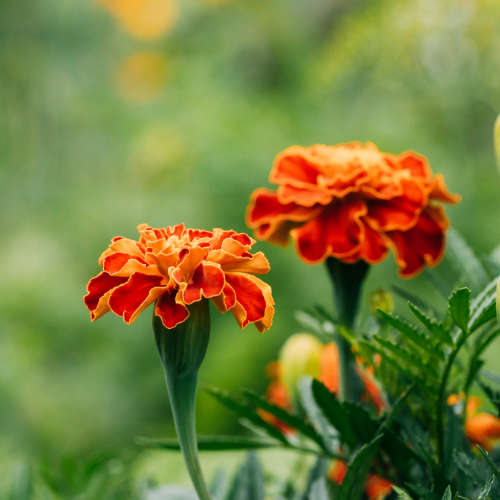 Tagetes (Khakibos) Essential Oil - 10ml
