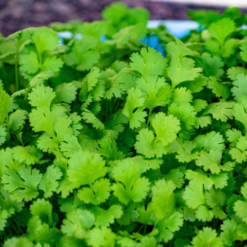 Coriander Essential Oil - 10ml