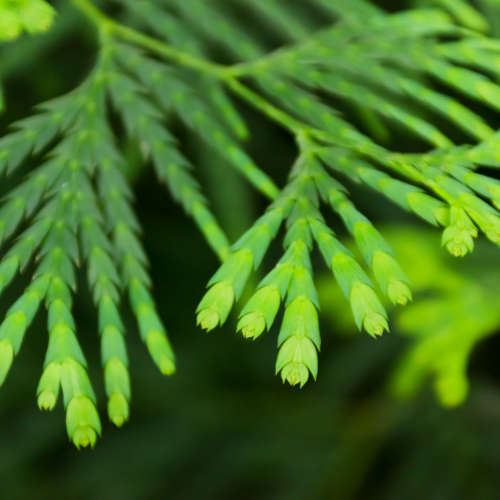 Cypress Essential Oil - 10ml