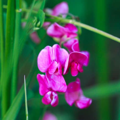 Sweet Pea Fragrance Oil - 1L