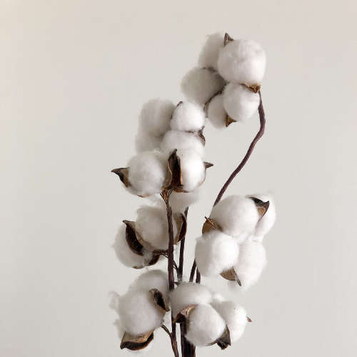 Cotton Flower Fragrance Oil - 50ml