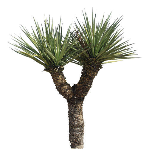Yucca Extract - 100ml