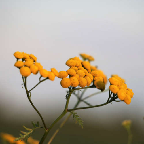 African Helichrysum Essential Oil - 11ml