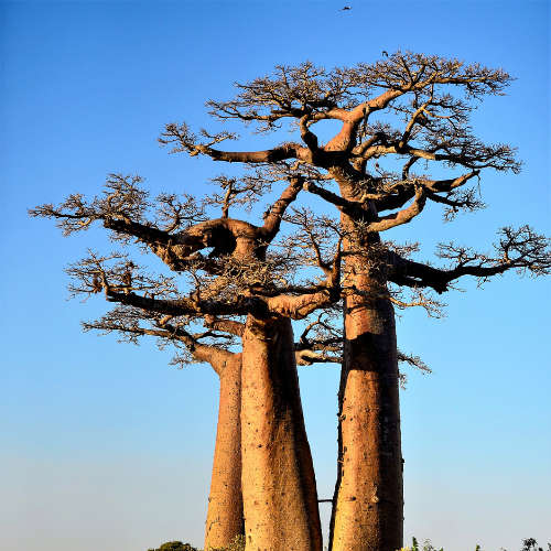 Baobab Extract - 50g