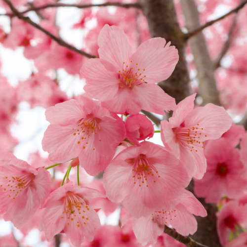 Pink Musk Fragrance Oil - 10ml