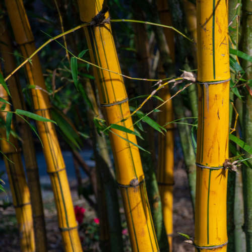 Zesty Bamboo Fragrance Oil - 10ml