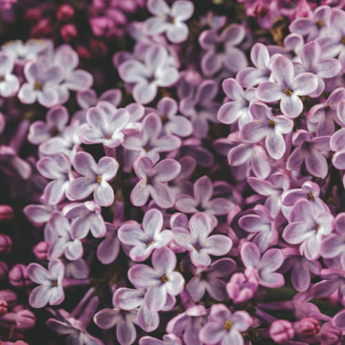 Mauve Melange Fragrance Oil - 50ml