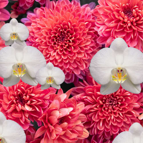 Red Dahlia & Orchid Fragrance Oil - 1L