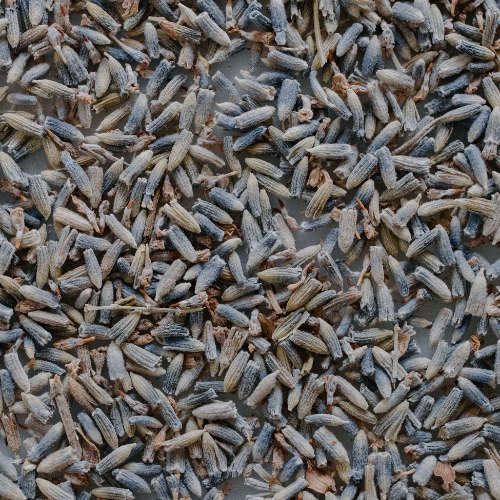 Dried Lavender Blossoms - 1kg