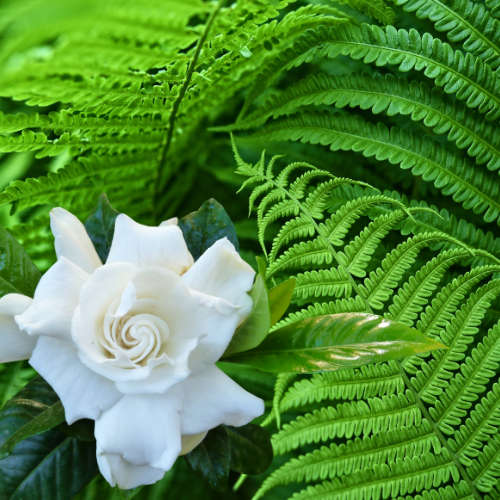 Gardenia & Fern Fragrance Oil - 500ml