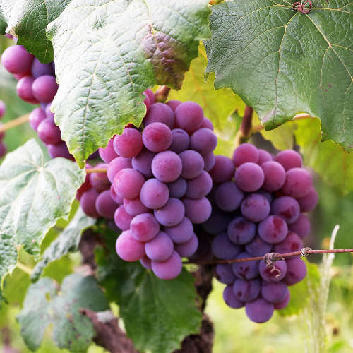 Grape Fragrance Oil - 10ml