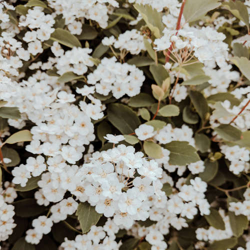 Neroli Fragrance Oil - 50ml