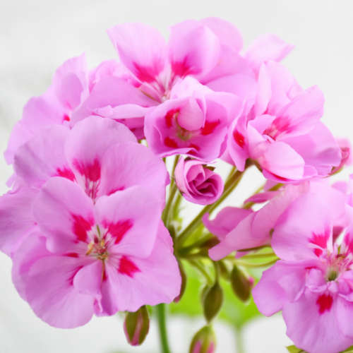 Rose Geranium Fragrance Oil - 1L